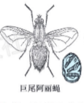 巨尾阿丽蝇成虫及其卵示意图