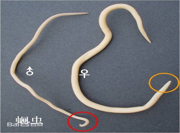 似蚓蛔线虫成虫图片