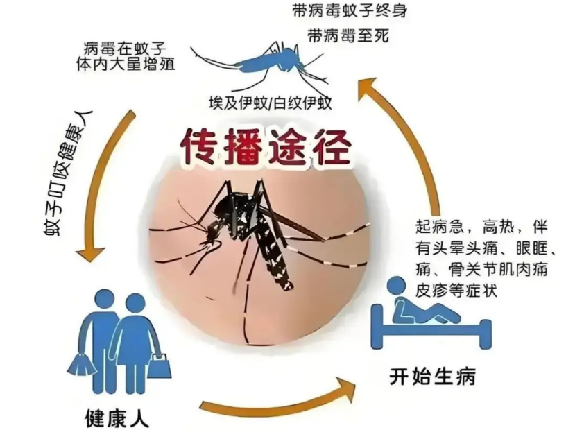 基孔肯雅热传播途径