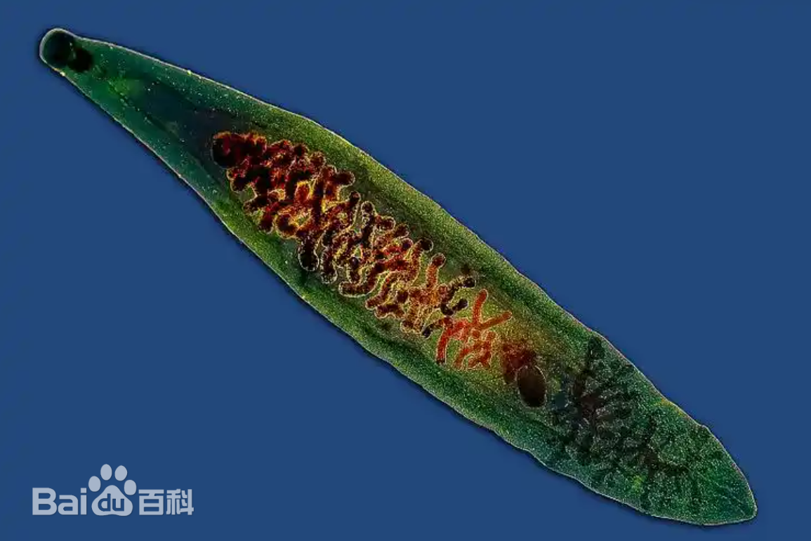 华支睾吸虫成虫