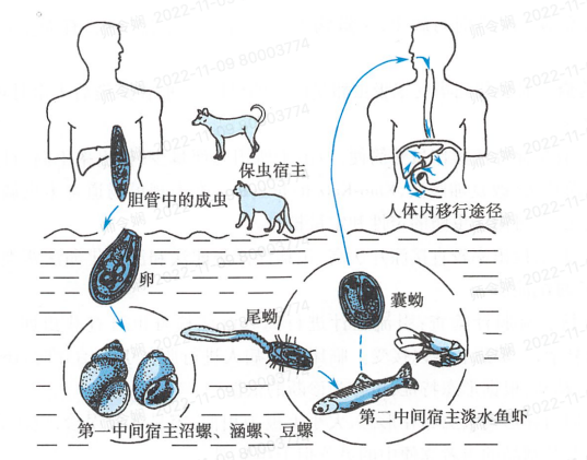 华支睾吸虫生活史流程图