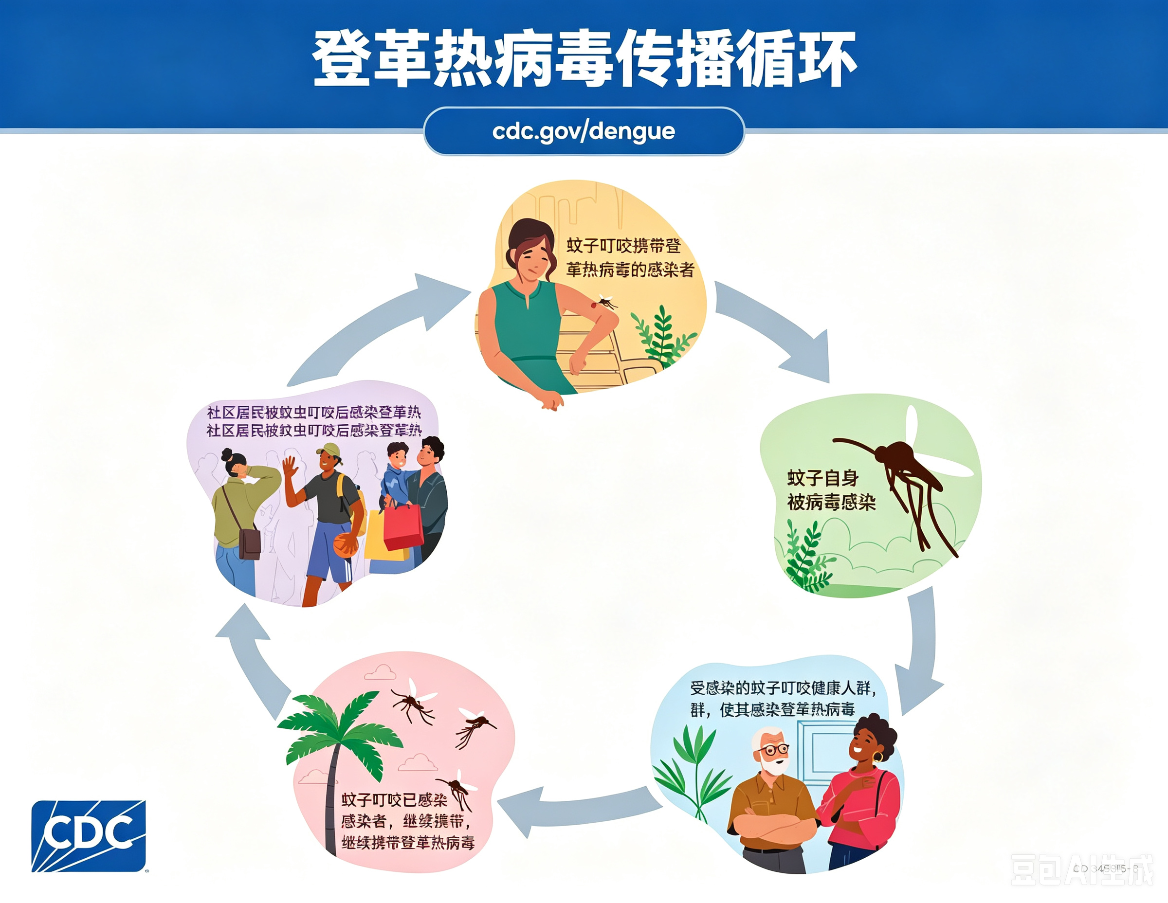 登革热传播循环