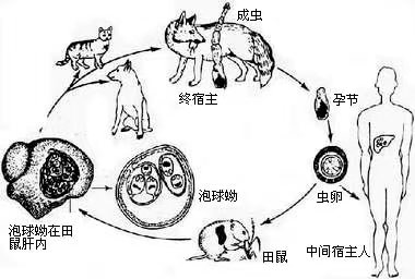 多房棘球绦虫生活史示意图