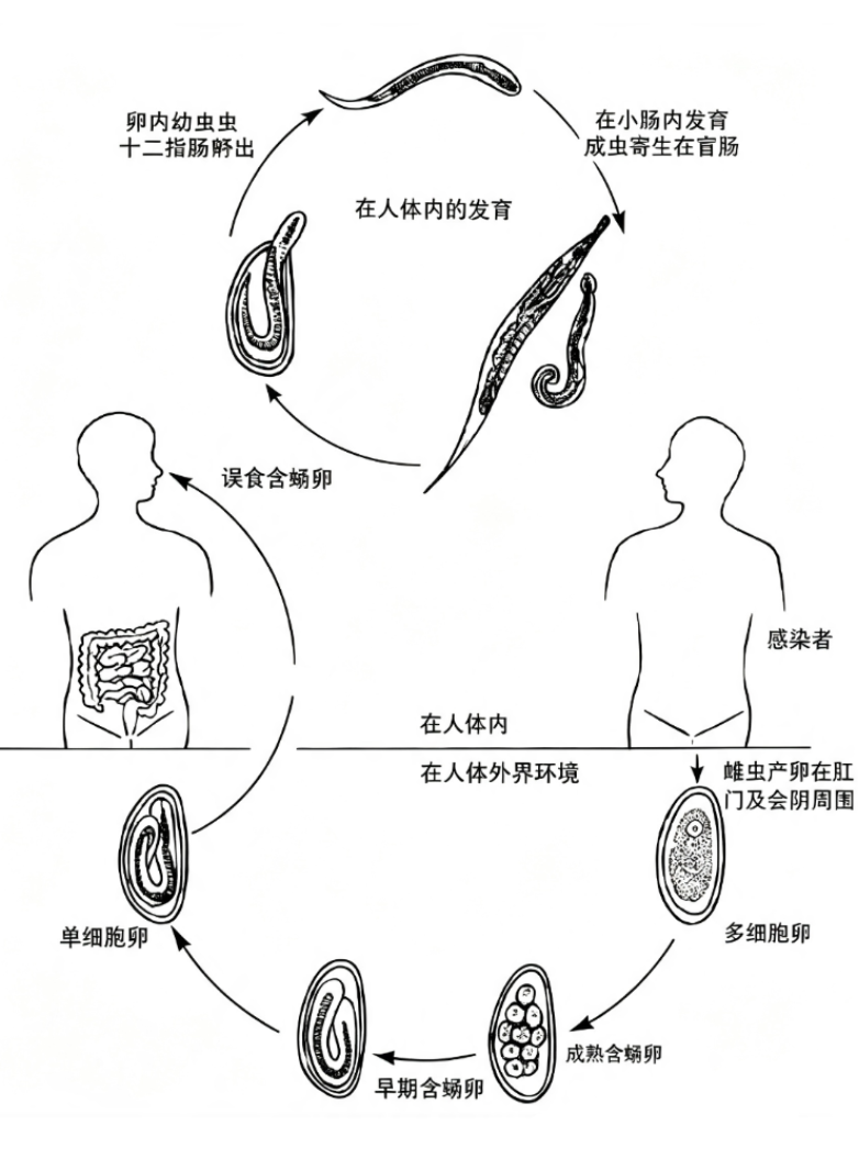 蠕形住肠线虫生活史流程图