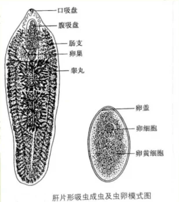 肝片形吸虫成虫、虫卵示意图