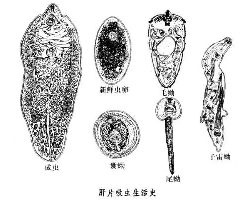 肝片形吸虫生活史及流程图
