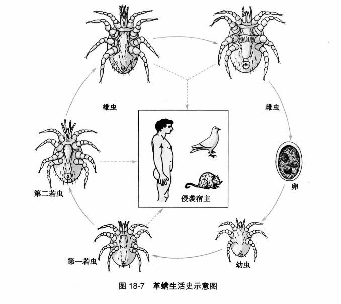 革螨生活史示意图