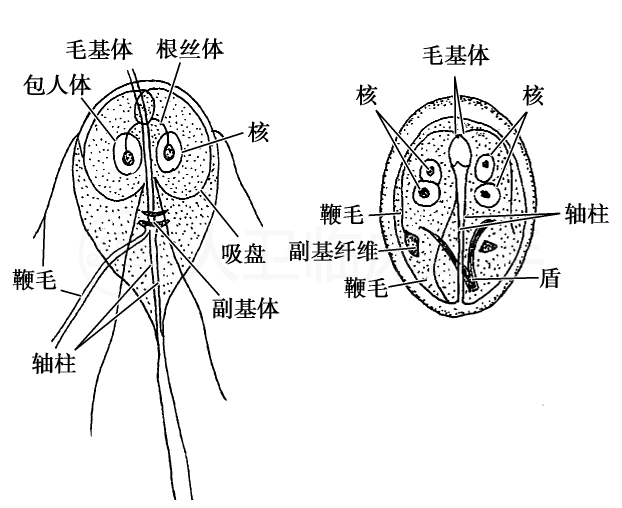 蓝氏贾第鞭毛虫滋养体