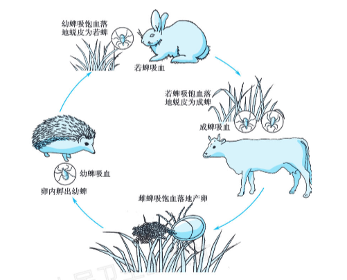 硬蜱生活史流程图