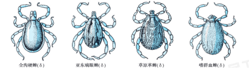 硬蜱模式图