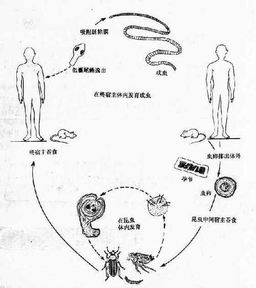 缩小膜壳绦虫生活史流程图