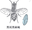 黑尾黑麻蝇成虫及其卵示意图