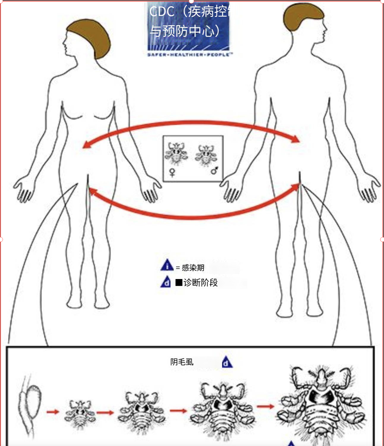 虱生活史流程图