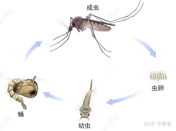 蚊生活史流程图