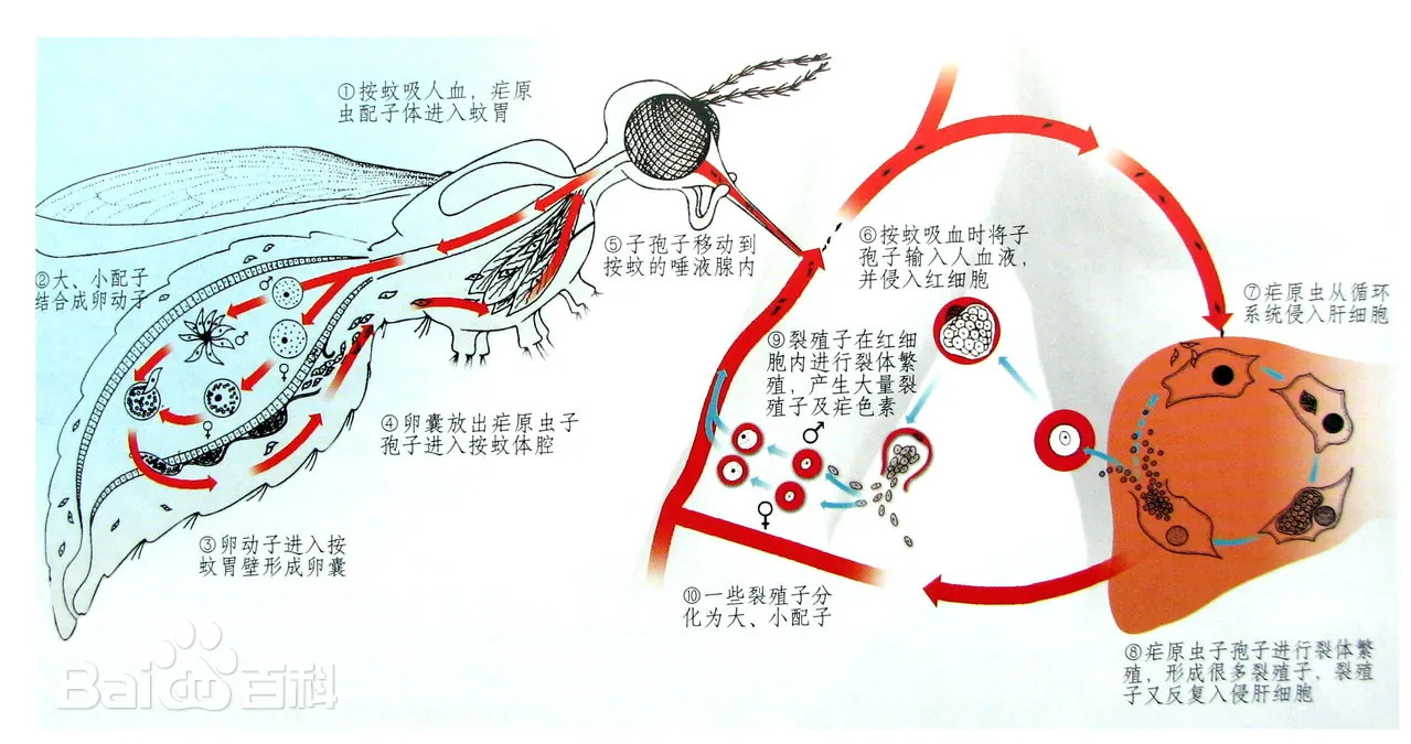 疟原虫完整生活史流程图