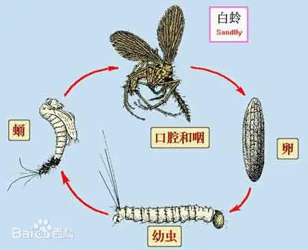 白蛉完整生活史示意图