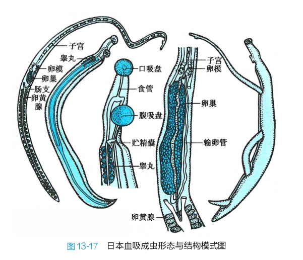 血吸虫成虫