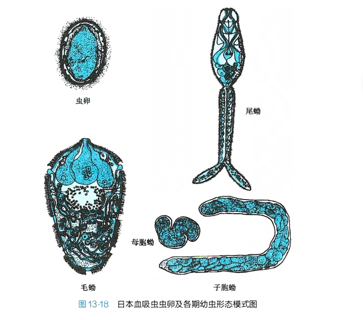 血吸虫幼虫