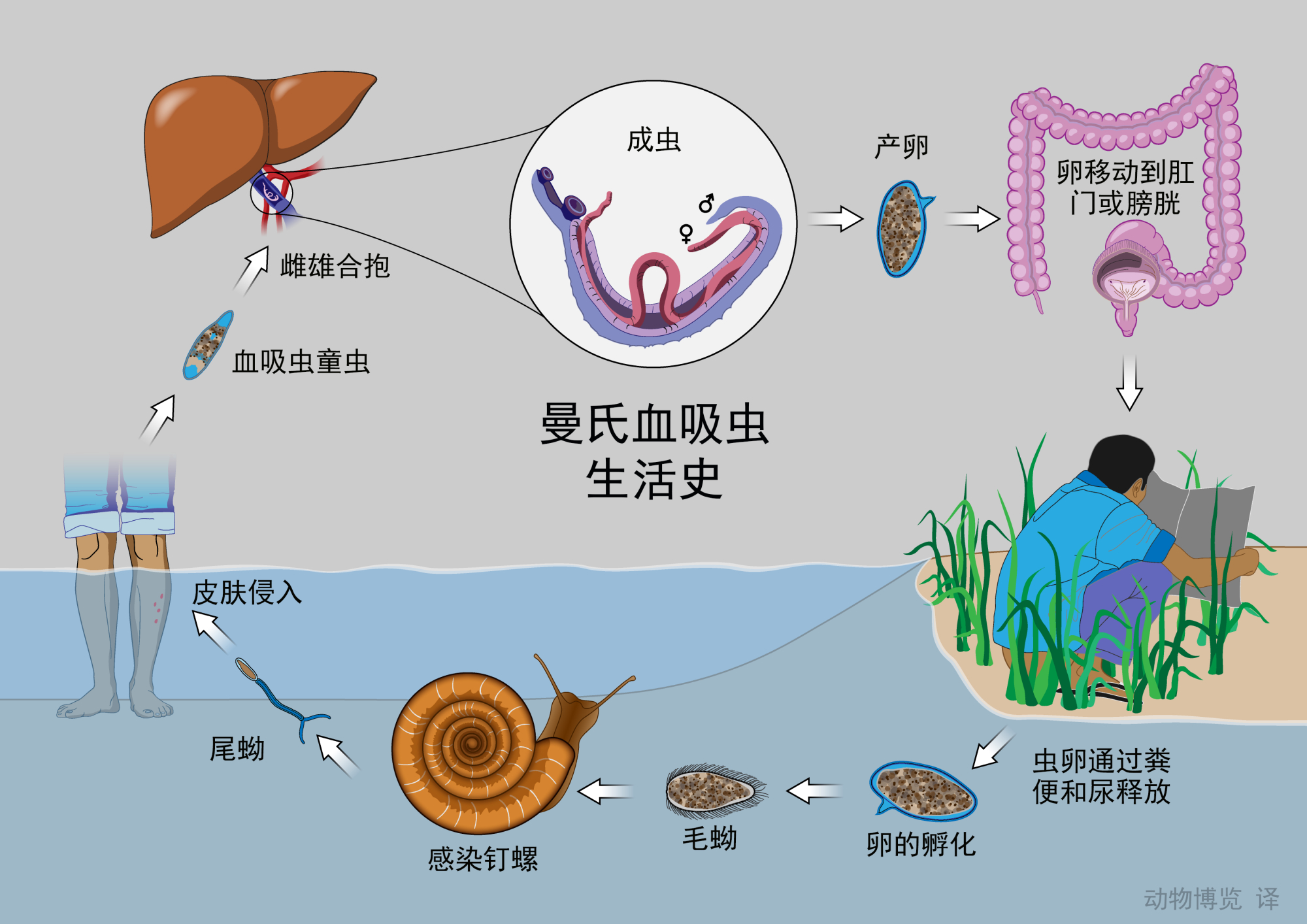 血吸虫生活史