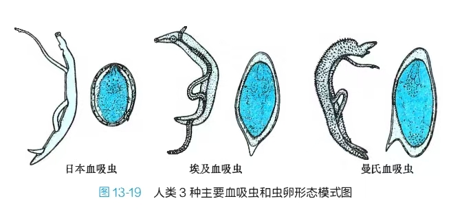血吸虫