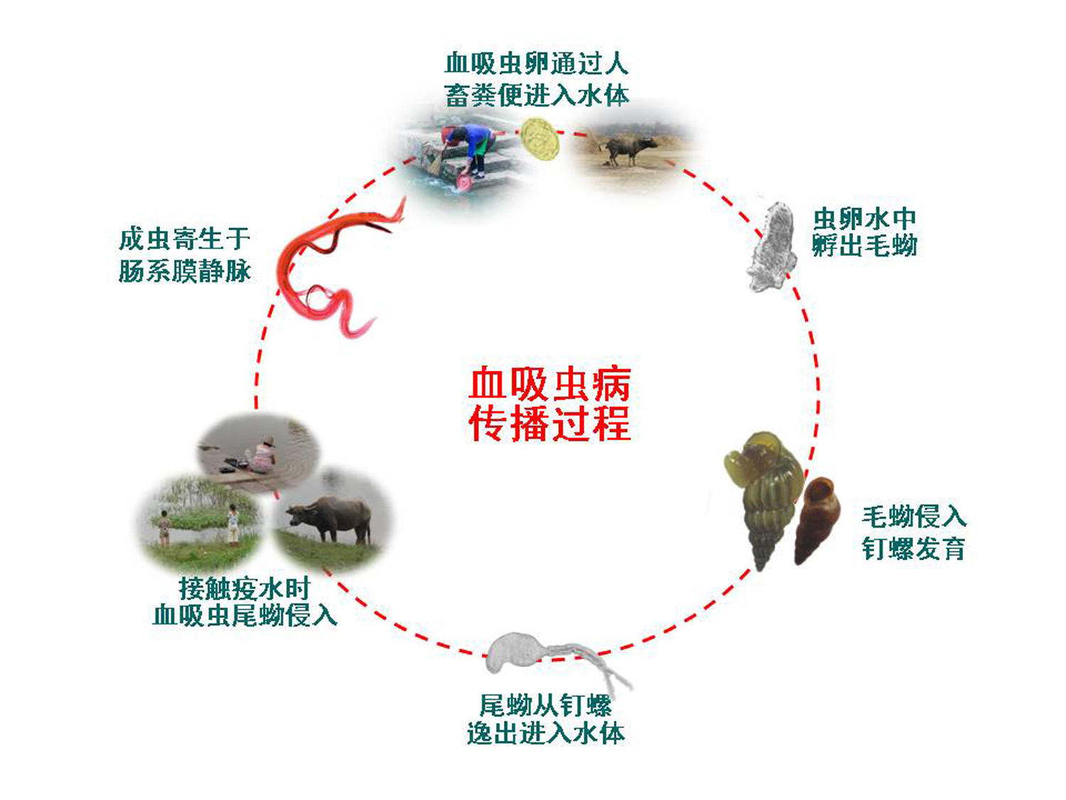 血吸虫传播过程