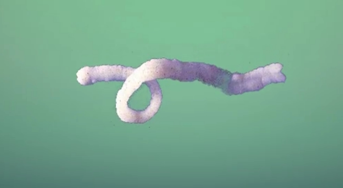曼氏迭宫绦虫成虫
