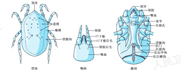 软蜱模式图