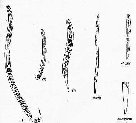 粪类圆线虫成虫