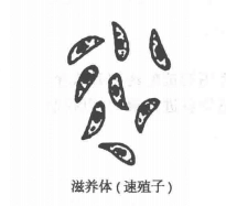 刚地弓形虫滋养体（速殖子）