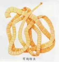 有钩绦虫成虫特征图